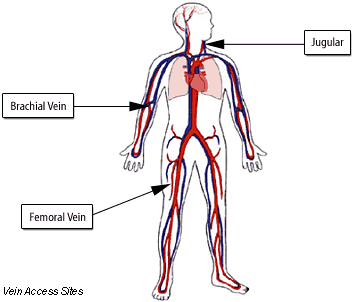 Diagram showing location of Jugular, Brachial Vein, and Femoral Vein
